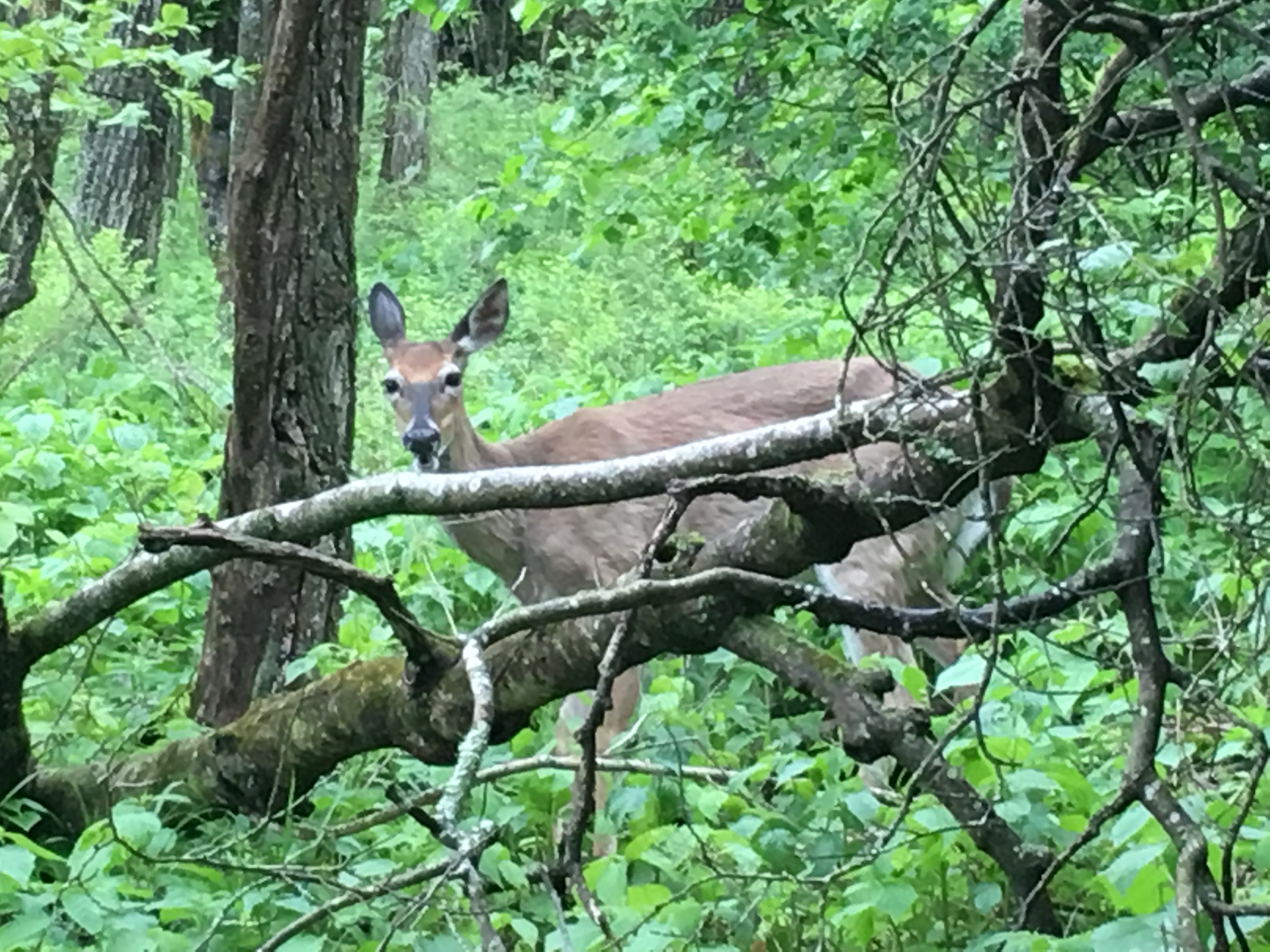 Oh deer!