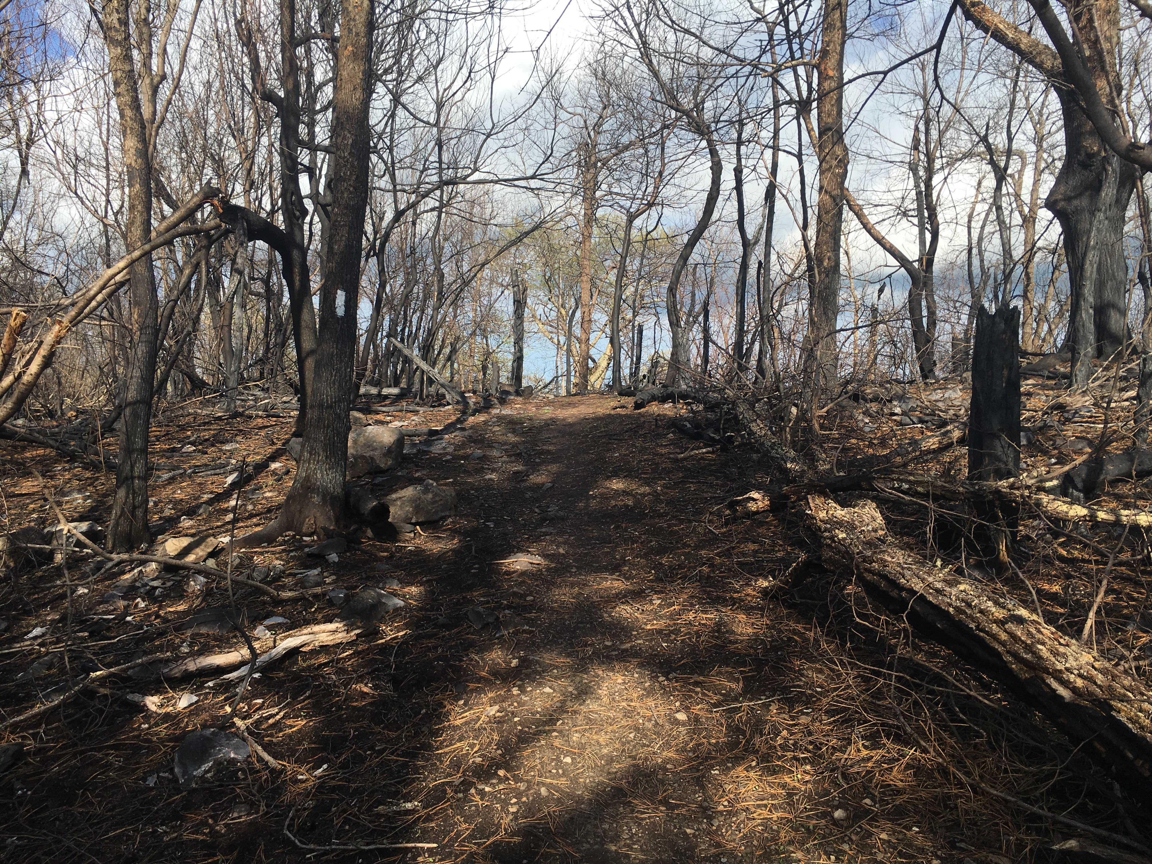 A small section of the AT went through the fire that was a few weeks ago.